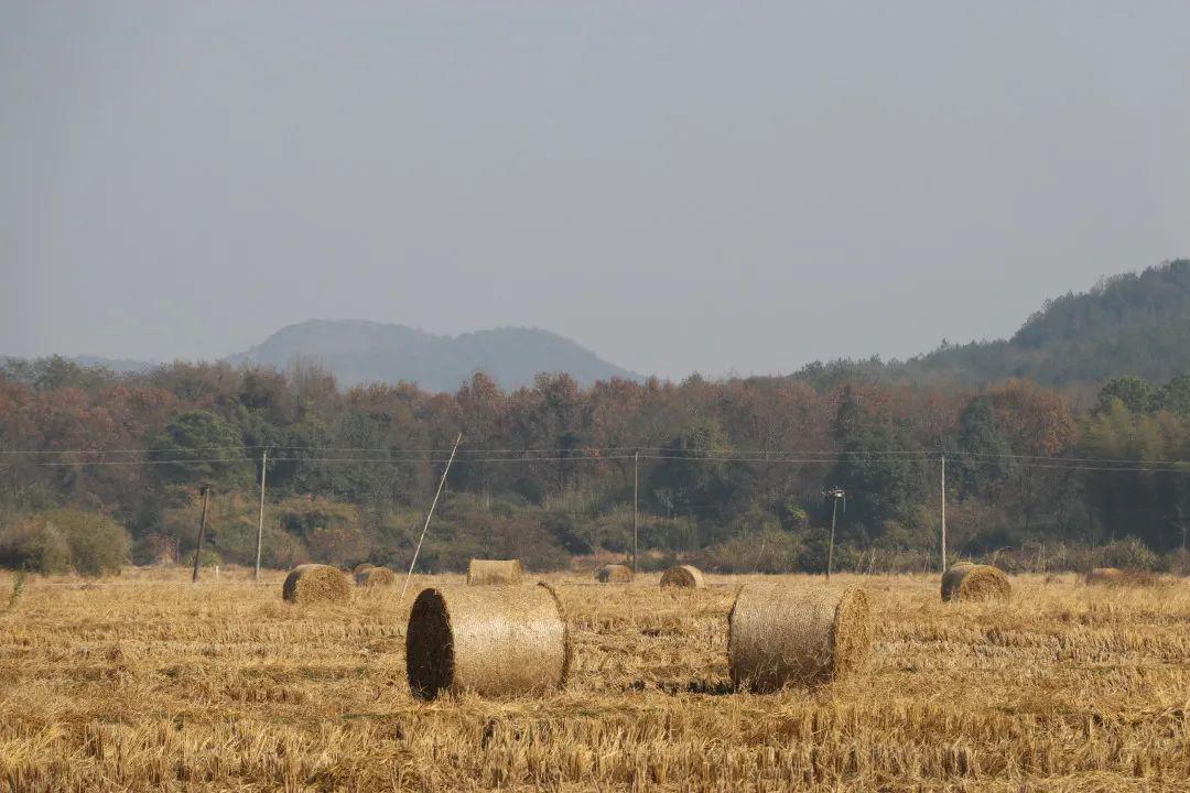 秸稈變廢為寶，打造綠色生態農業，撫州市這家企業在行動